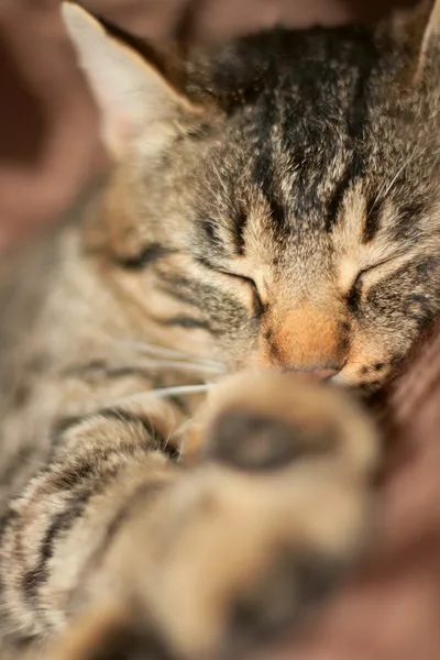 Gatto dormiente — Foto Stock