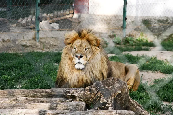 Löwe im Zoo — Stockfoto
