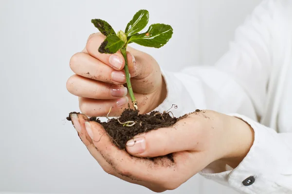 Support small plant — Stock Photo, Image