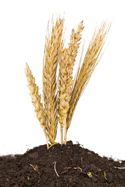 Росте пшениця — стокове фото