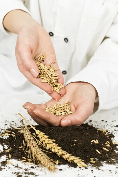 Planting of wheat — Stock Photo, Image