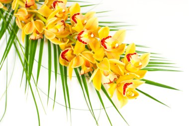 Yellow orchid clipart