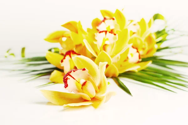 Orquídea amarela — Fotografia de Stock