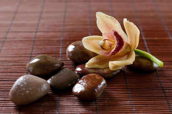 Květina orchidej a zen stones — Stock fotografie