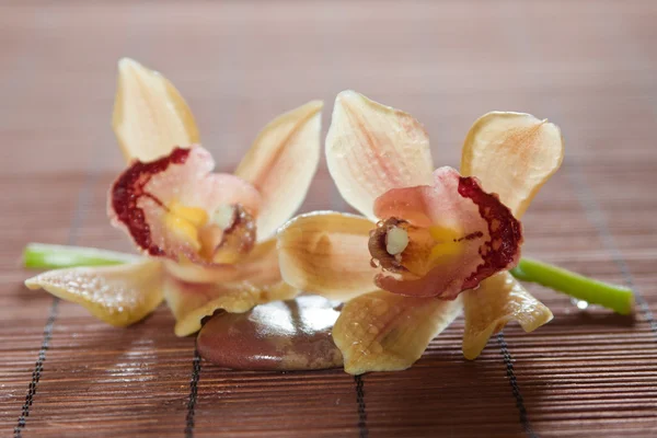 Blomma orkidé — Stockfoto