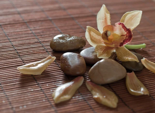 Ορχιδέα και zen πέτρες λουλούδι — Φωτογραφία Αρχείου