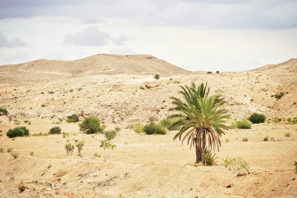 Palm tree in the desert — Stock Photo, Image