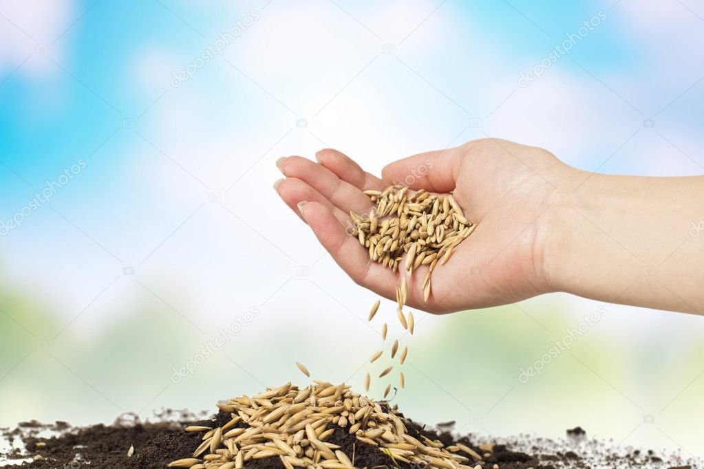 Planting of wheat