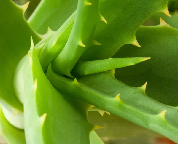 Aloe... — Fotografia de Stock
