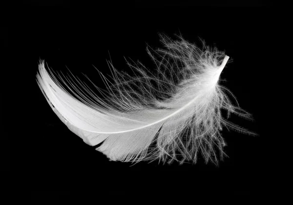 stock image Feather