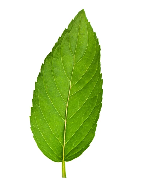민트 잎 — 스톡 사진