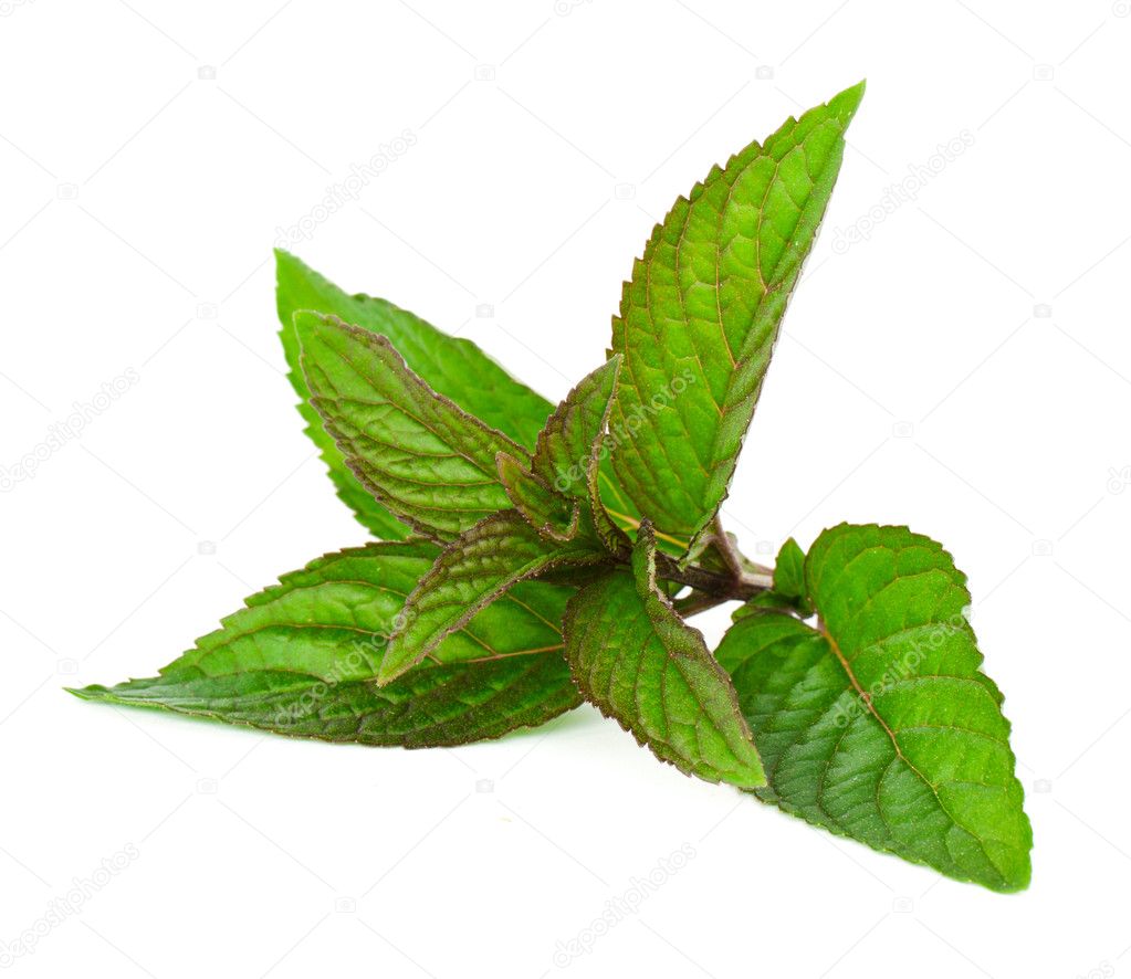 Mint leaf — Stock Photo © vtorous 3994759
