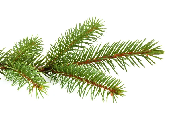 Pine tree branch — Stock Photo, Image