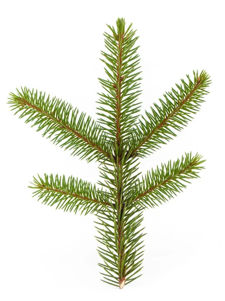 Pine tree branch — Stock Photo, Image