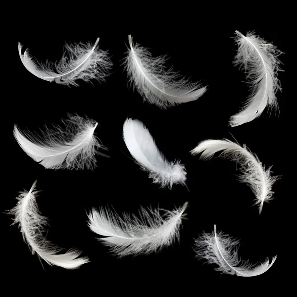 화이트 featers — 스톡 사진