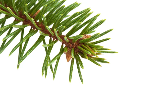 Pine tree branch Stock Picture
