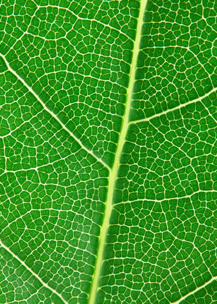 Laurel leaf