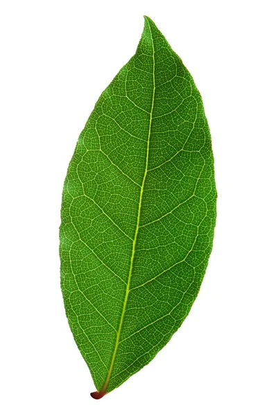 Лорельский лист — стоковое фото