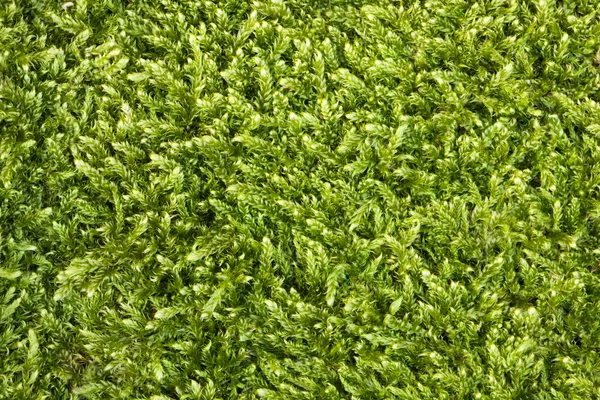 Moss textuur — Stockfoto