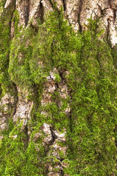 stock image Bark and moss