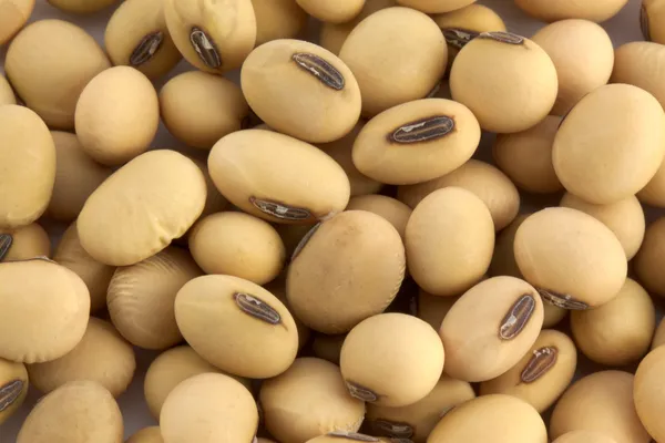 干燥的大豆 — 图库照片