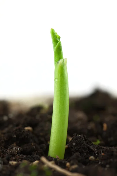 Malá Rostlina Kukuřice Izolovaných Bílém — Stock fotografie