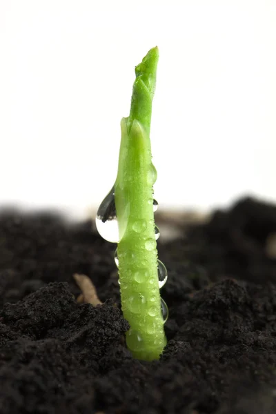 小さいトウモロコシの植物 — ストック写真