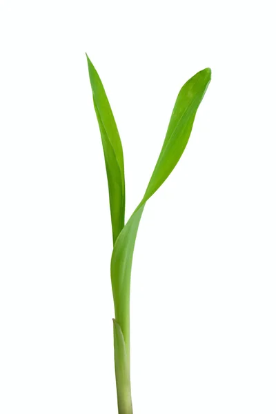 Rostlina kukuřice — Stock fotografie