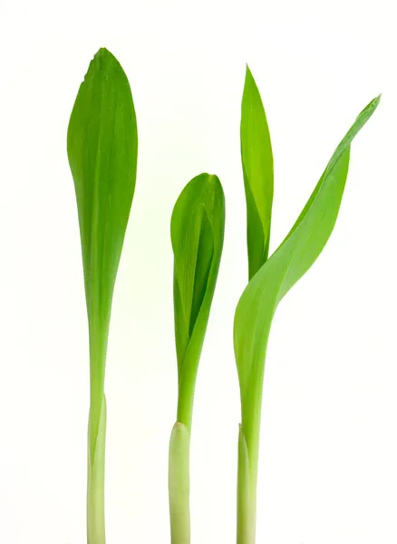 Kleine Plant Van Maïs Geïsoleerd Wit — Stockfoto