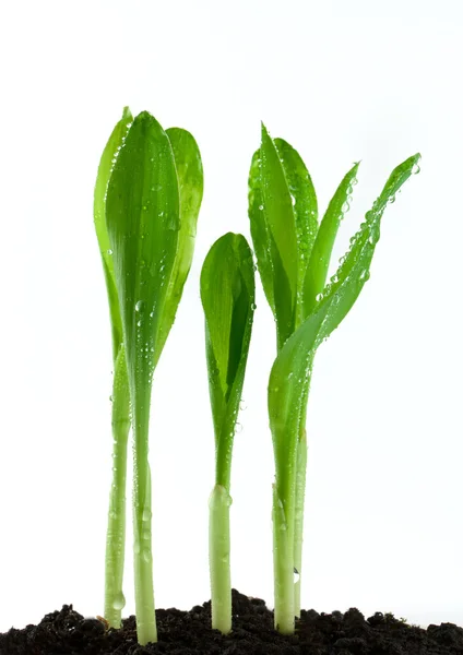 Små majs växter — Stockfoto