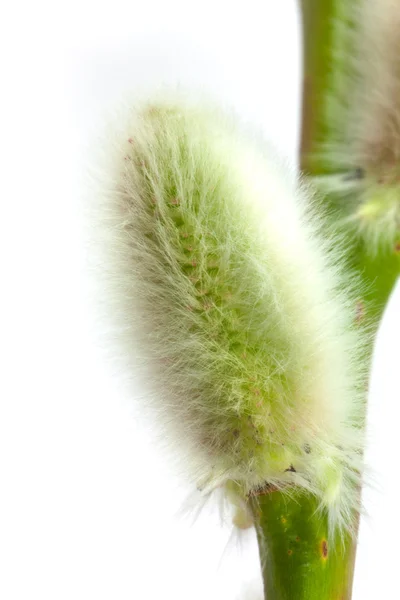 Pussywillow — Stockfoto