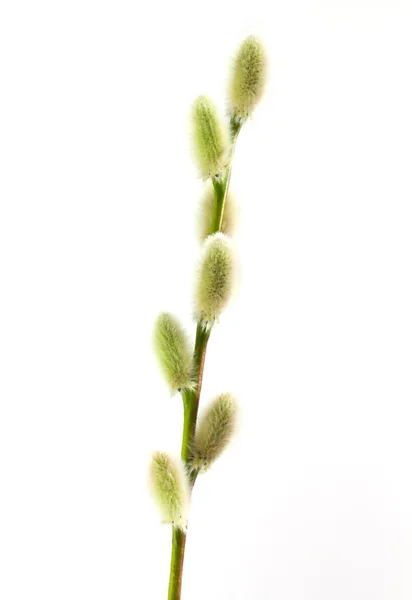 Pussywillow Isolato Bianco — Foto Stock