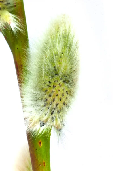 Pussywillow Isolato Bianco — Foto Stock