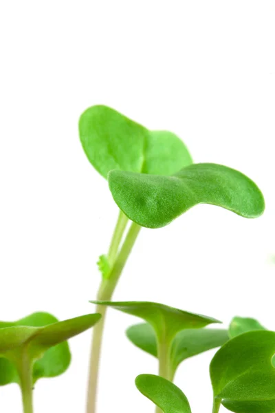 Małe rośliny — Zdjęcie stockowe