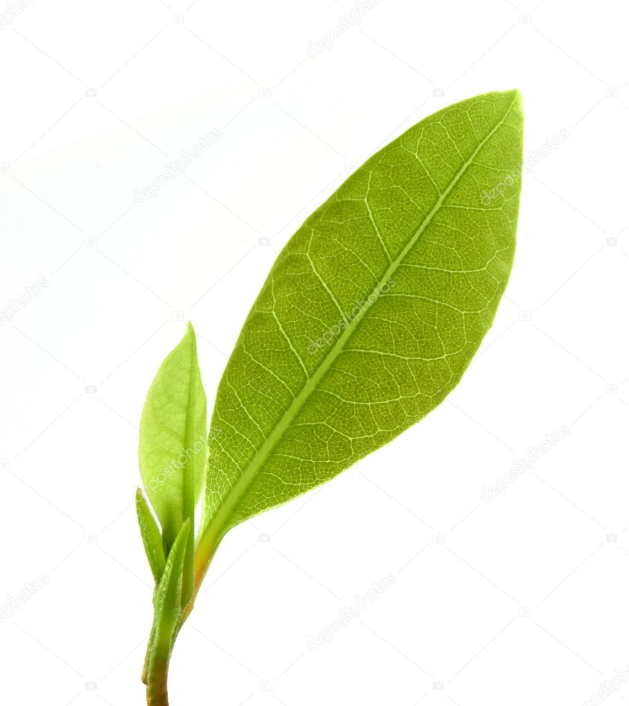 Young laurel leaves isolated on white background