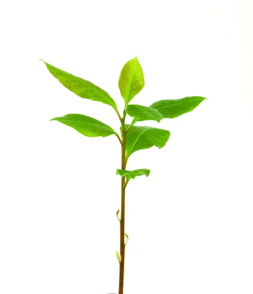 Laurel tree — Stock Photo, Image