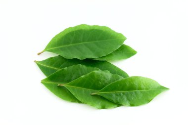 Laurel leaf clipart