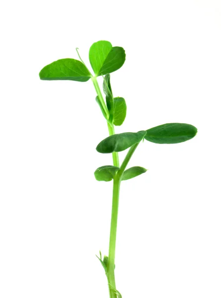 Roślin grochu — Zdjęcie stockowe