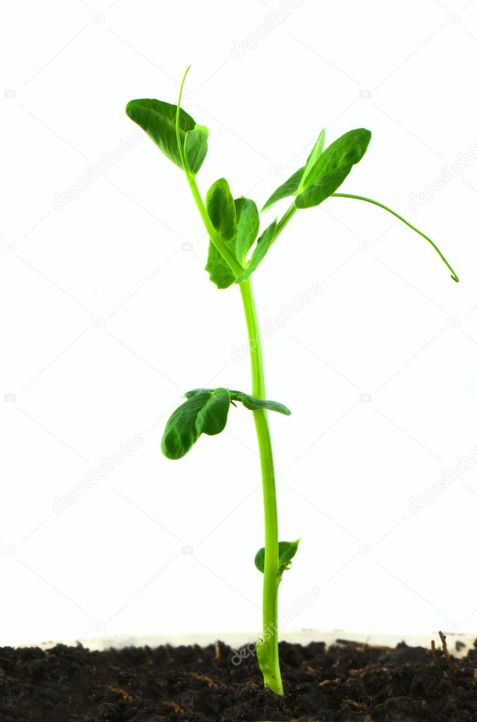 planta de chícharo — Fotos de Stock © vtorous #5194844