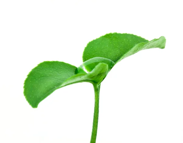 Small plant — Stock Photo, Image
