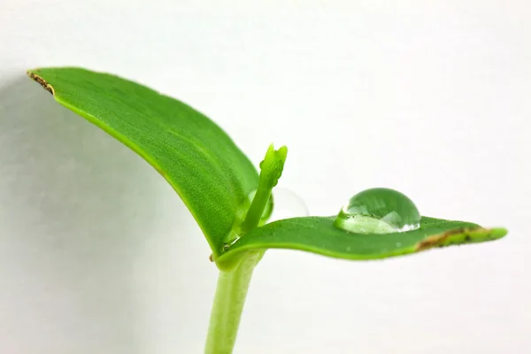 Bezelye bitkisi — Stok fotoğraf