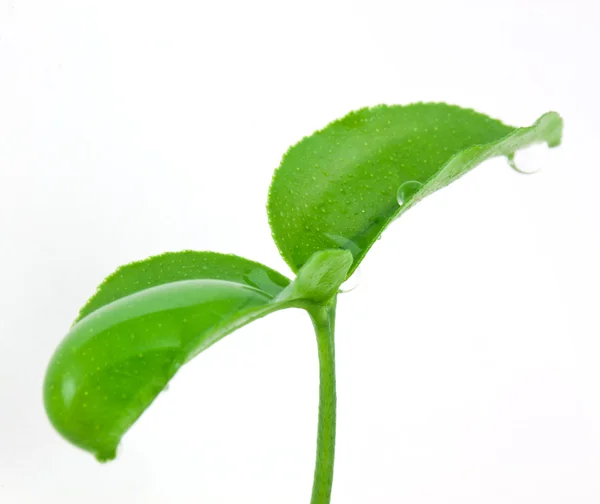 Kleine Pflanze — Stockfoto