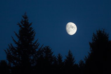Moon setting over green spruce trees clipart