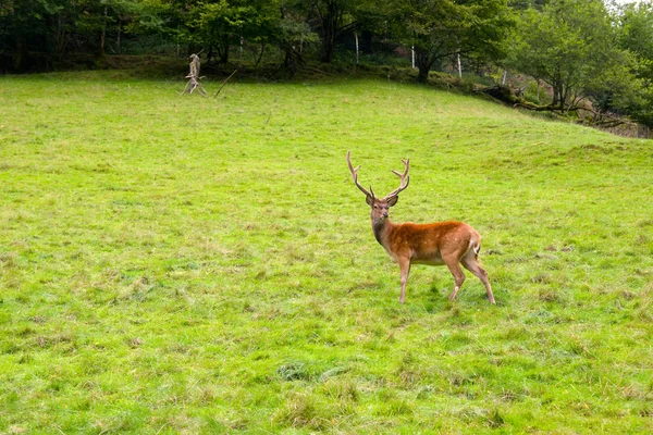 Deer in the wilderness, Black Forest, Germany — Stock Photo, Image