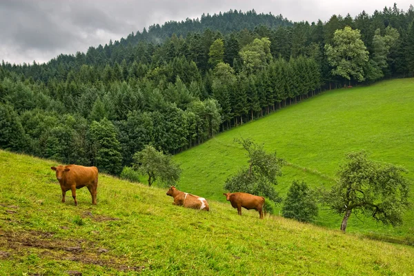 Krowy na łąkach — Zdjęcie stockowe