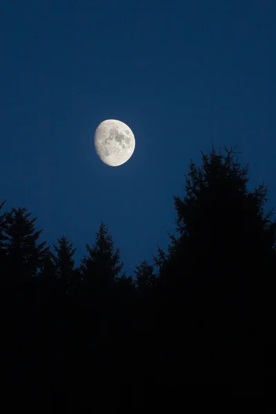 Moon setting over green spruce trees — Stock Photo, Image
