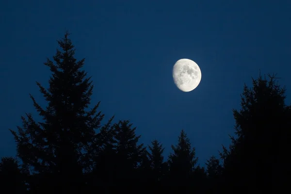 Ustawienie księżyc nad zielony świerk drzewa — Zdjęcie stockowe