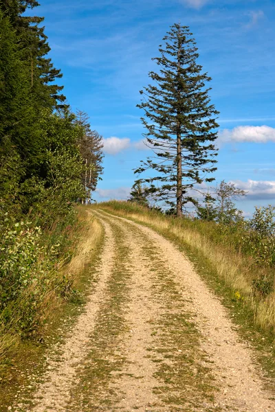 Walking path and spruce tree — Stock Photo, Image