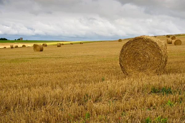 stock image Field with straw bales