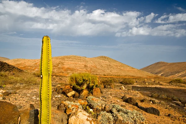 Cactus Fuerteventura Canarische Eilanden — Stockfoto